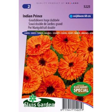 Calendula officinalis Indian Prince Seeds - Pot Marigold