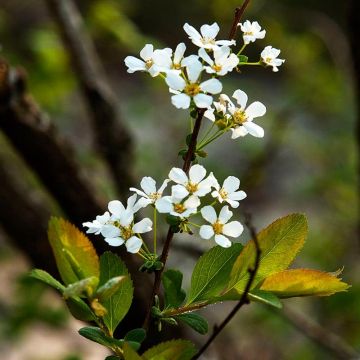 Spiraea prunifolia