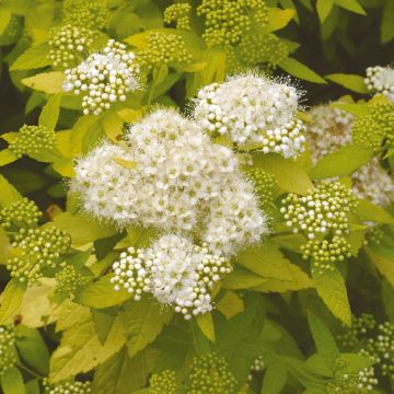 Spiraea japonica White Gold - Japanese Spiraea