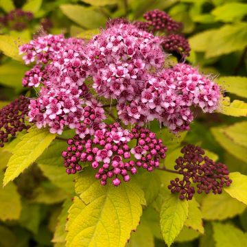 Spiraea japonica Double Play Big Bang Tracy