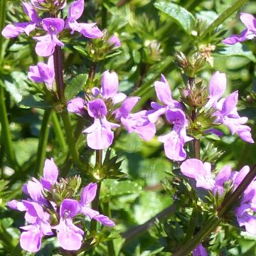 Stachys Lilac Falls