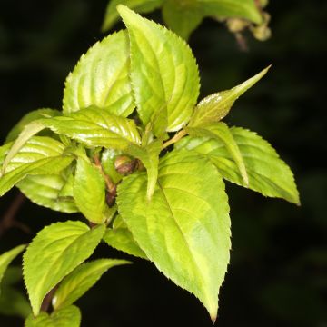 Stachyurus chinensis Wonderful Image - Chinese Stachyurus