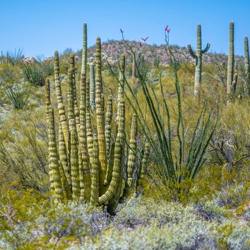 Stenocereus thurberi  - Organ pipe cactus