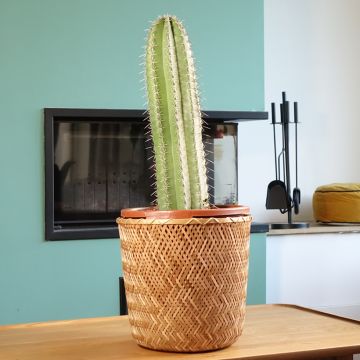 Stenocereus griseus - Cactus 