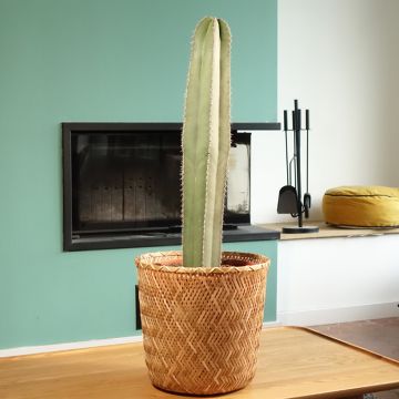 Stenocereus marginatus - Cactus 