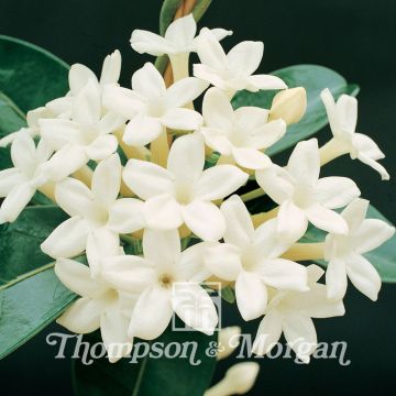 Stephanotis floribunda - seeds