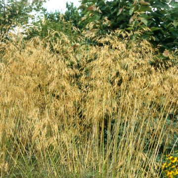 Stipa gigantea 