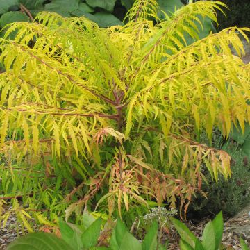 Rhus typhina Tiger Eyes - Stag's Horn Sumach