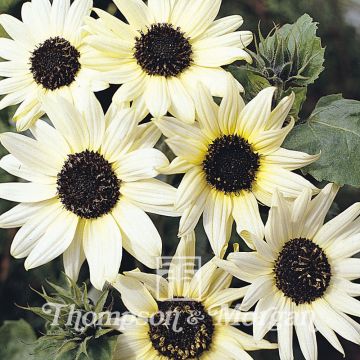 Sunflower 'Italian White' 