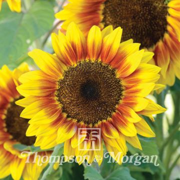 Sunflower Solar Flash F1 seeds - Helianthus annuus