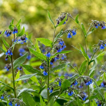 Consoude - Symphytum Bocking 14