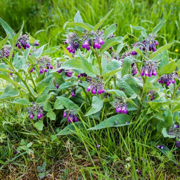 Symphytum officinale 