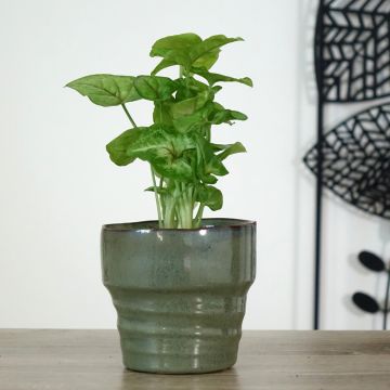 Syngonium podophyllum Golden Allusion - Arrowhead plant - Arrowhead Vine - Arrowhead Philodendron - Goosefoot - Nephthytis