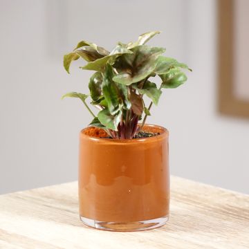 Syngonium podophyllum Maria Allusion - Arrowhead vine