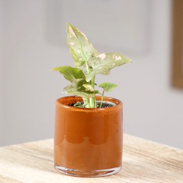 Syngonium podophyllum Red Spot PINK SPLASH - Arrowhead vine