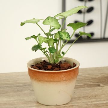 Syngonium podophyllum Snow White - Falling Arrows - Snow White Arrowhead Vine - Goosefoot Plant