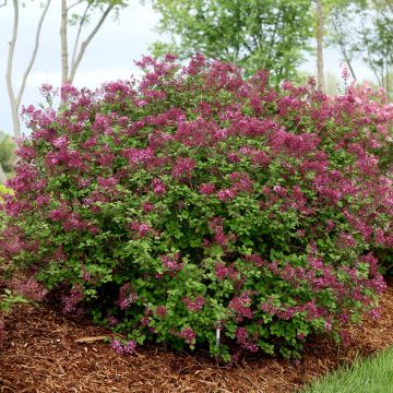 Syringa hybride Bloomerang Dark Purple - Lilac