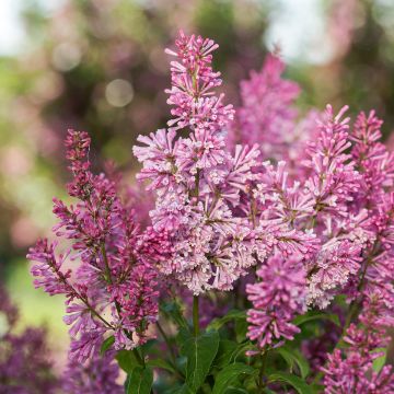 Syringa prestoniae Pinktini - Lilac