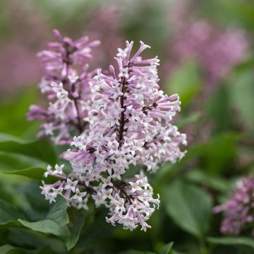 Syringa Little Lady - Lilac