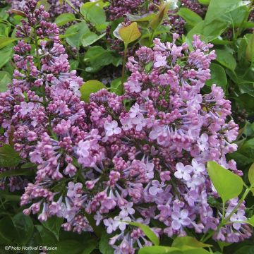 Syringa x hyacinthiflora Maidens Blush - Lilac