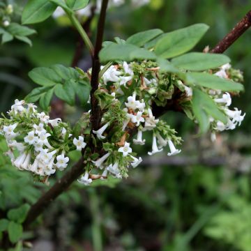Syringa pinnatifolia - Lilac