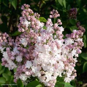 Syringa vulgaris Belle de Moscou - Common Lilac