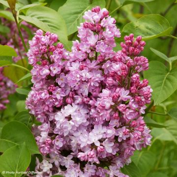 Syringa vulgaris Belle de Nancy - Common Lilac