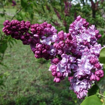Syringa vulgaris Paul Thirion - Common Lilac