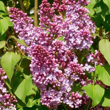 Syringa vulgaris Princesse Sturdza - Common Lilac