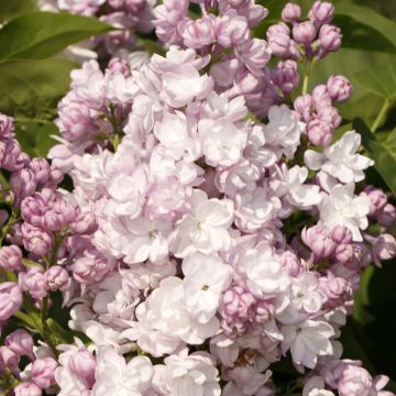 Syringa vulgaris Rose de Moscou - Common lilac