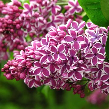 Syringa vulgaris Sensation - Common Lilac
