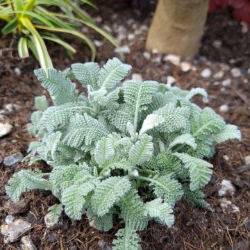 Tanacetum haradjanii Little Frosty