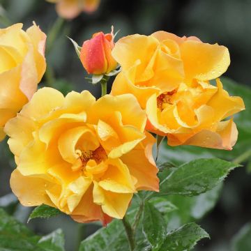 Rosa x floribunda Tequila Meipomolo - Standard  Floribunda Rose