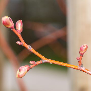 Tilia cordata Winter Orange - Small-leaved Lime