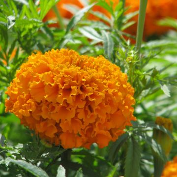 Rose d’Inde Hawaï - Tagetes erecta