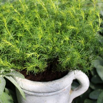 Tagetes filifolia - Irish Lace - Licorice Marigold - Licorice Carnation