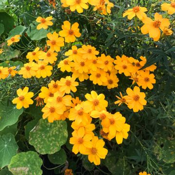 Tagetes lemmonii - Mexican Marigold
