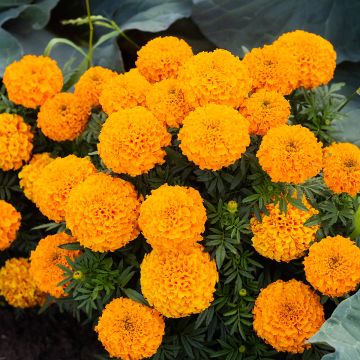 French Marigold Boy O Boy Orange Seeds - Tagetes patula