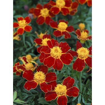 Red Knight Marigold Seeds - Tagetes patula