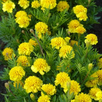 Oeillet d’Inde nain Petite Citroengeel - Tagetes patula nana