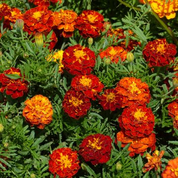 Oeillet d’Inde nain Rusty Red - Tagetes patula nana