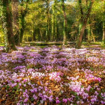 Autumn Flowery Carpet - Pink and White Naples Cyclamen