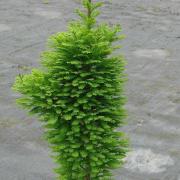 Taxodium distichum Pevé Minaret - Swamp cypress