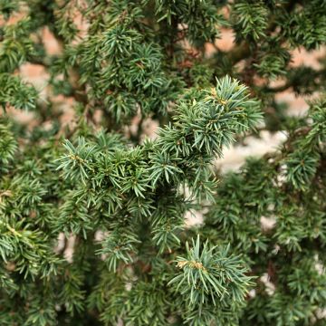 Taxus baccata Cristata - Yew