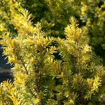Taxus baccata Kupfergold - Yew