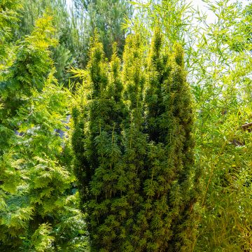 Taxus baccata Fastigiata Aurea - Yew