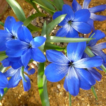 Tecophilaea cyanocrocus 