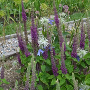 Teucrium hircanicum Paradise Delight - Germander