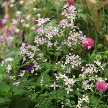 Thalictrum aquilegifolium Fairy Wings - Meadow-rue