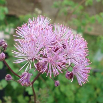 Thalictrum aquilegiifolium - Meadow-rue